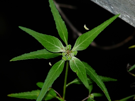 {Euphorbia dentata}
